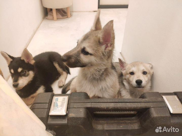 Сибирский хаски смесь