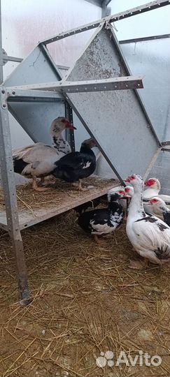 Яйца инкубационные и утки