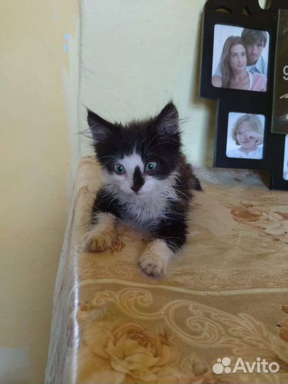Возьмите котенка,мальчик