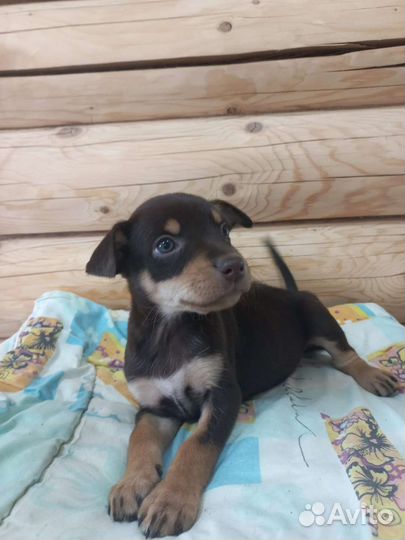 Щенки австралийской овчарки Келпи