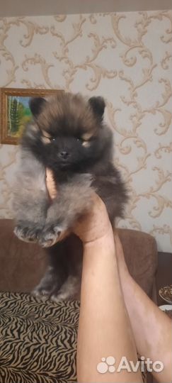 Шпиц немецкий средний