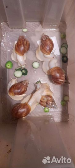 Улитки ахатины