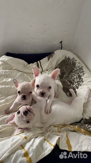 Щенки французского бульдога