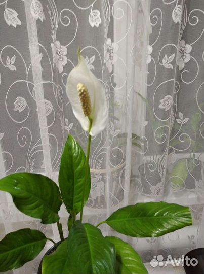 Комнатные цветы