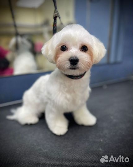 Вязка мальтийская болонка кобель мальтезе