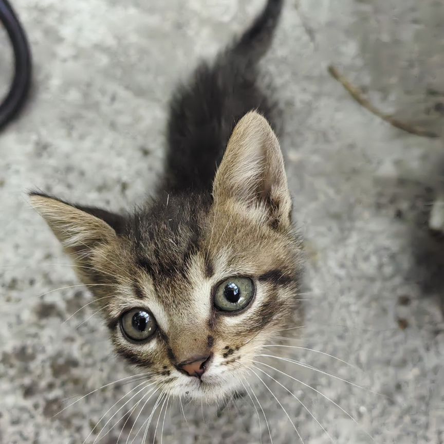 Котята в добрые руки бесплатно