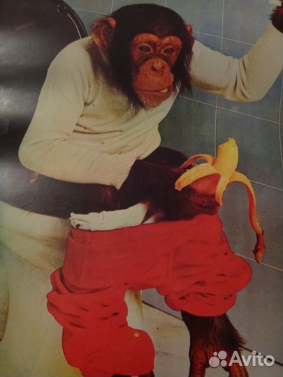 2 картины брюсли и 2 картины обезьяна