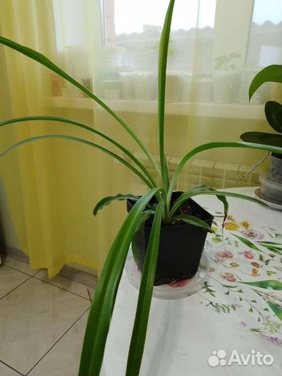 Хлорофитум