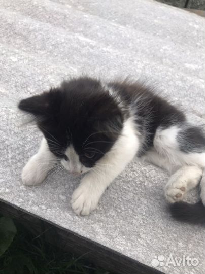 Котенок в добрые руки