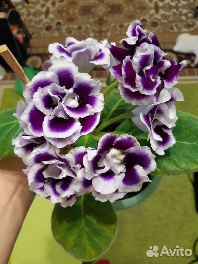 Глоксиния махровая