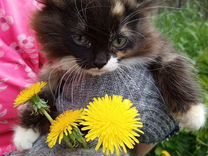 Персидская кошка - Кассия черепаховая