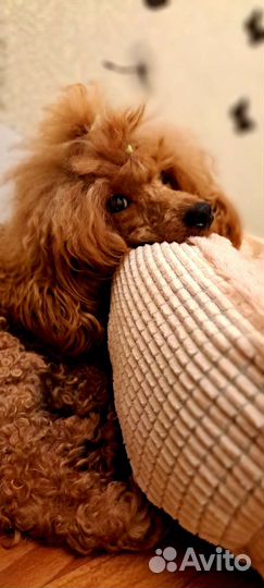 Мальтипу ф1 мини,стандарт