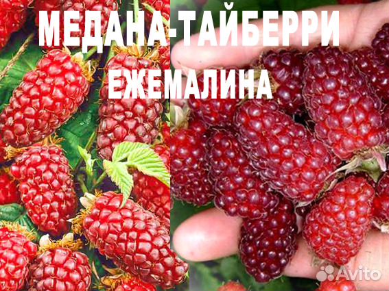 Ежемалина 