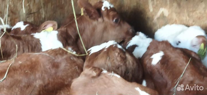 Телята бычки тёлки доставка бесплатная