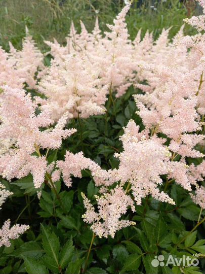Астильба розовая, сиреневая