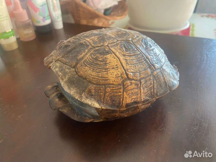 Панцирь черепахи