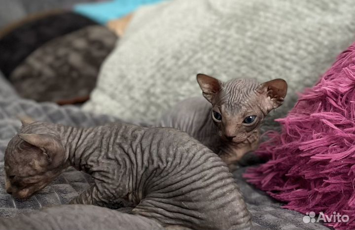 Котята сфинкс