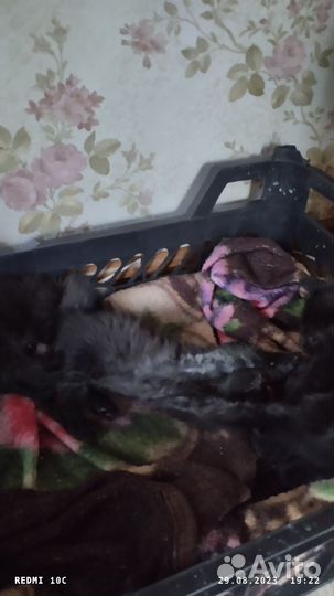 Отдадим в добрые руки 2х замечательных котят