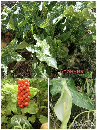 Садовые растения разные