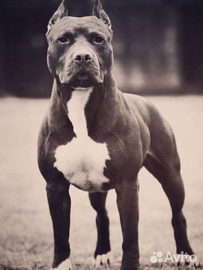 Щенки стаффорда