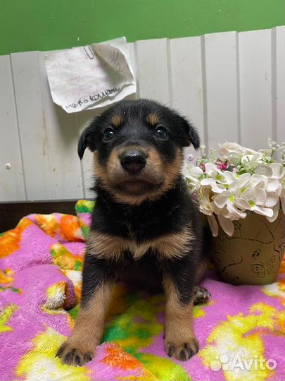 Щенок в добрые руки мальчик