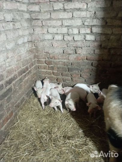 Поросенок ландрас