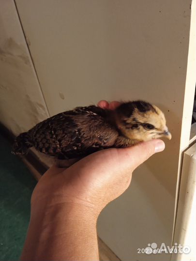 Продам 4х недельных цыплят амераукана