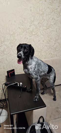 Собака в добрые руки