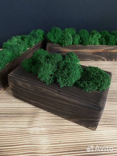 Кашпо со стабилизированным мхом декор для дома