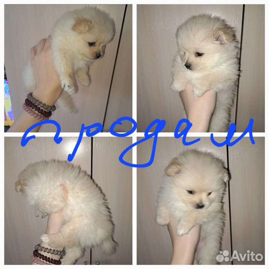 Щенки шпица мини