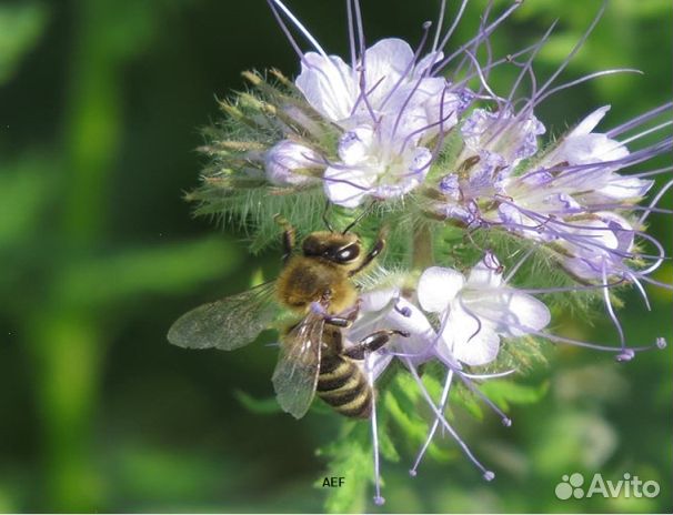 Мед 2024 года Алтайский оптом