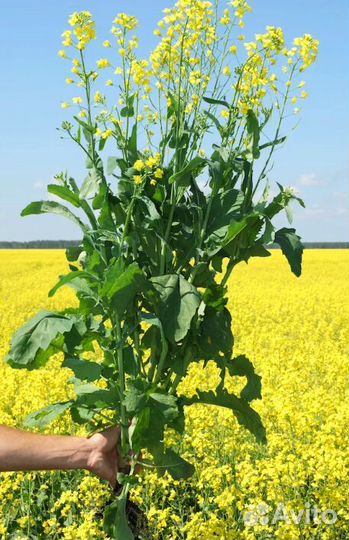 Темпштейн рапс озимый