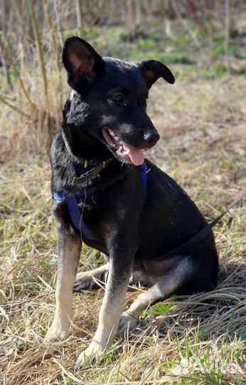 Девочка метис в добрые руки