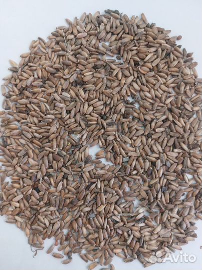 Расторопша