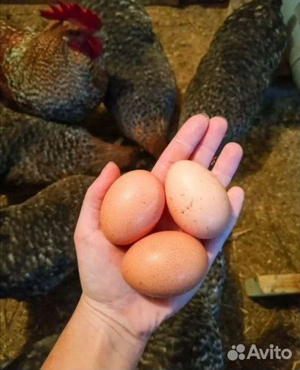 Куры несушки и петухи породные