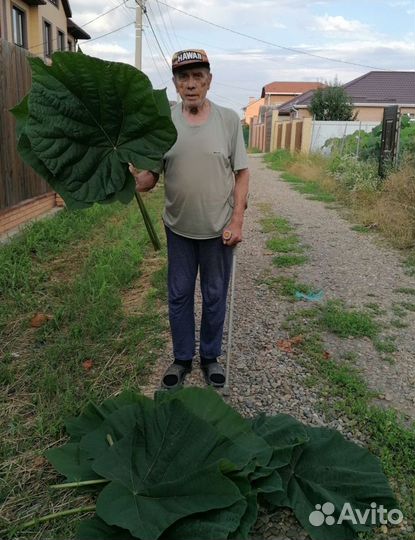 Саженцы павловнии Шан Тонг, зкс
