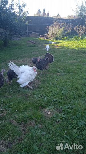 Индюки индюшата