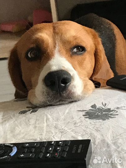 Бигль вязка