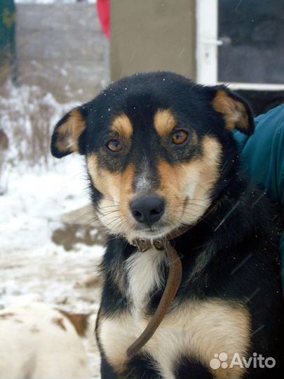 Маврентий в добрые руки