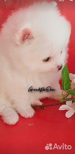 Малыши шпица