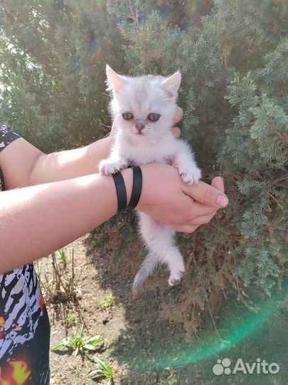 Котята шотландцы