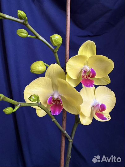 Орхидея фаленопсис