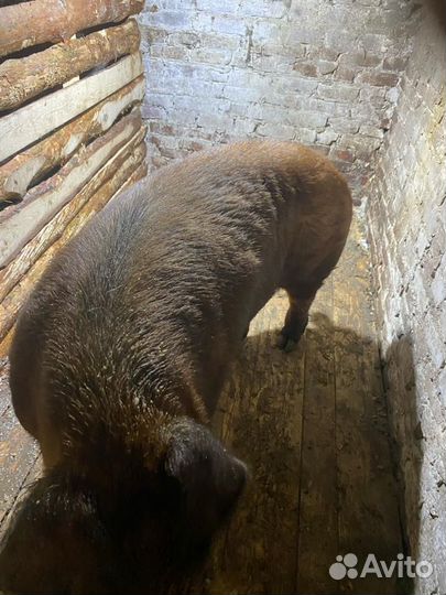 Услуги хряка чистокровного Дюрка