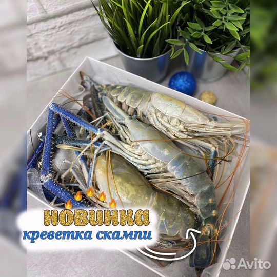 Живые устрицы