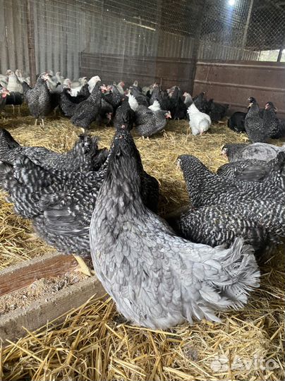 Куры несушки