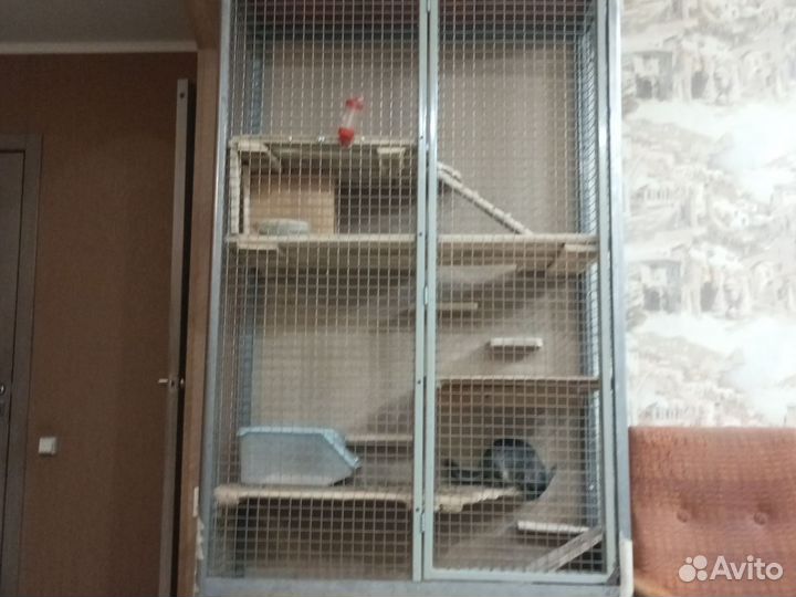 Шиншилла +клетка