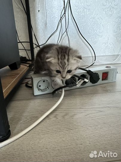 Шотландские котята