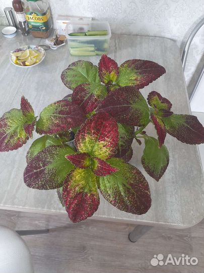 Колеус аватар