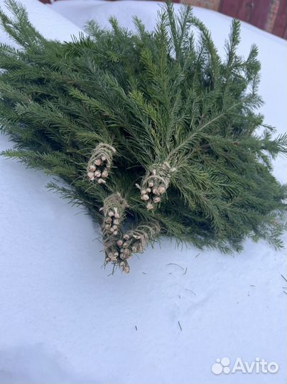 Пихтовые веники