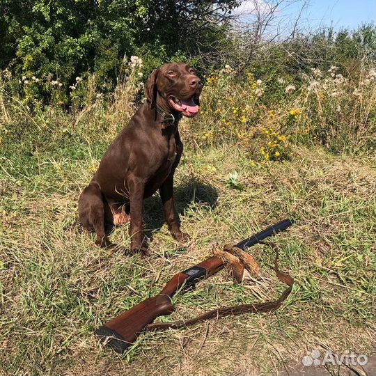 Курцхаар вязка